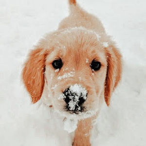 Meet your Posher, Sterlin